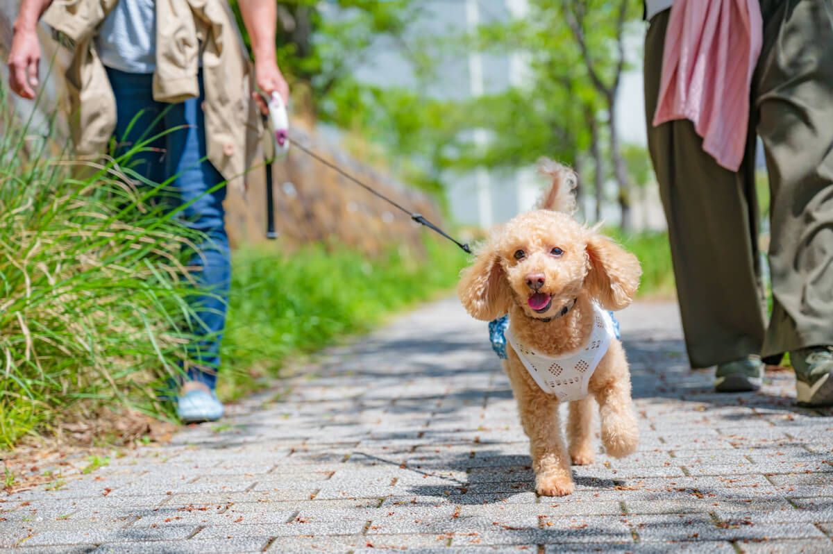 ペットシッターと散歩している小型犬