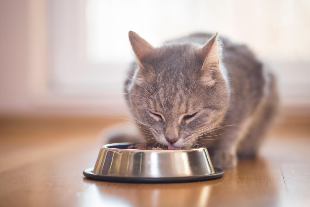 ご飯を食べている猫