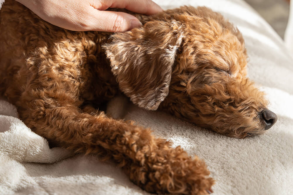 老犬のペット見守り