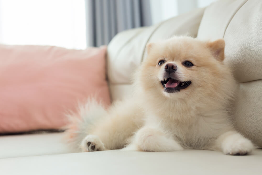 犬がソファーでリラックスしている