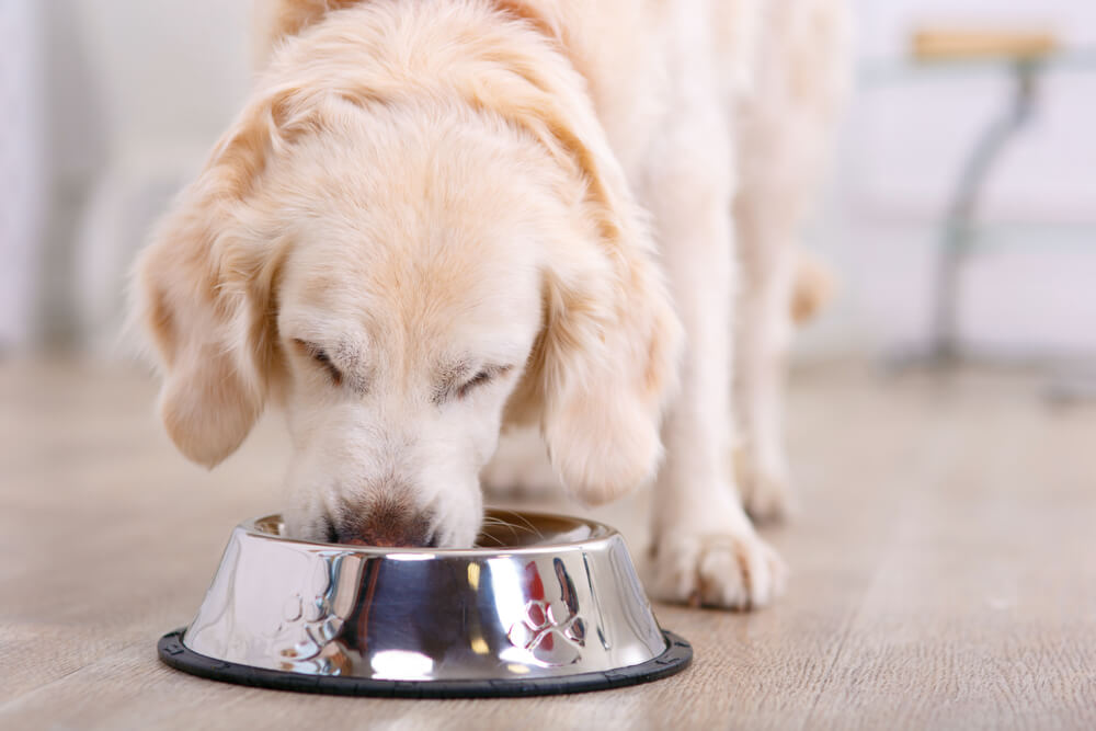 成犬がご飯を食べている